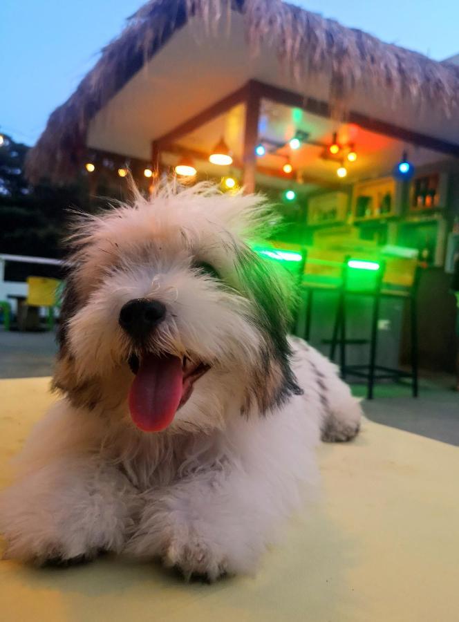 Antwet Backpacker'S Inn & Rooftop Bar Dumaguete City Exteriör bild